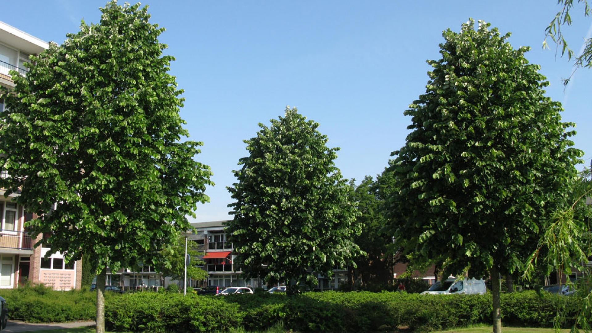 Zilverlindes-2015.jpg